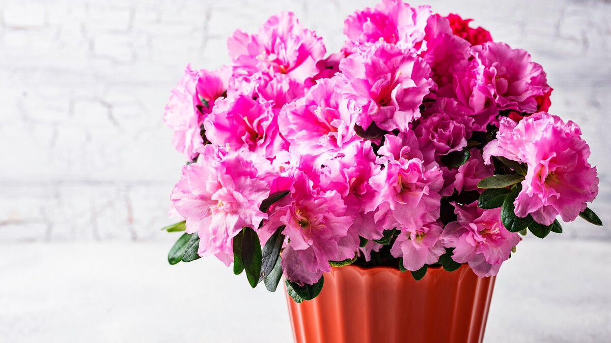 Азалия Комнатная Фото Цветов – Telegraph