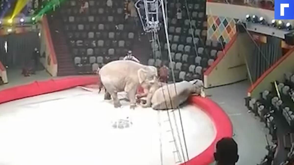 В Татарстане произошла драка слонов во время представления в цирке