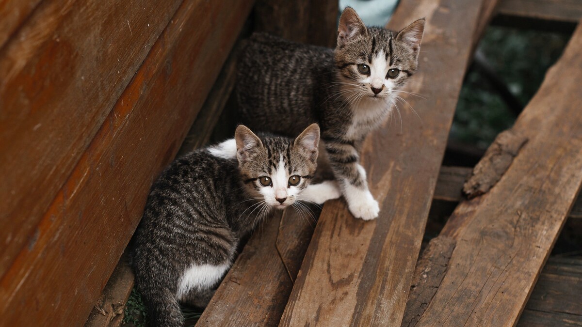 В одном из московских дворов появился лакшери-дом для кошек