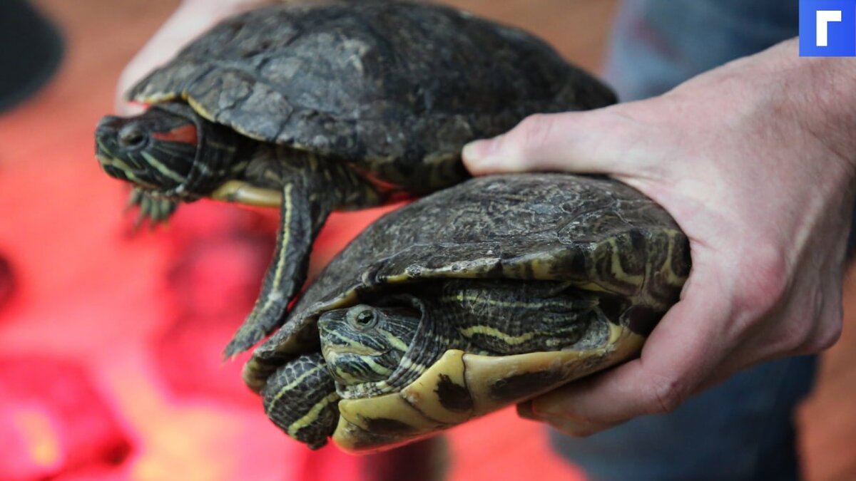Техасцы спасли от холода 3,5 тысяч морских черепах