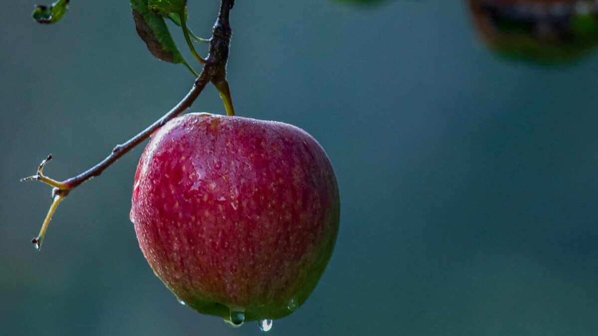Молодильные, но не яблоки: с этими продуктами старость и дряблость точно не грозят
