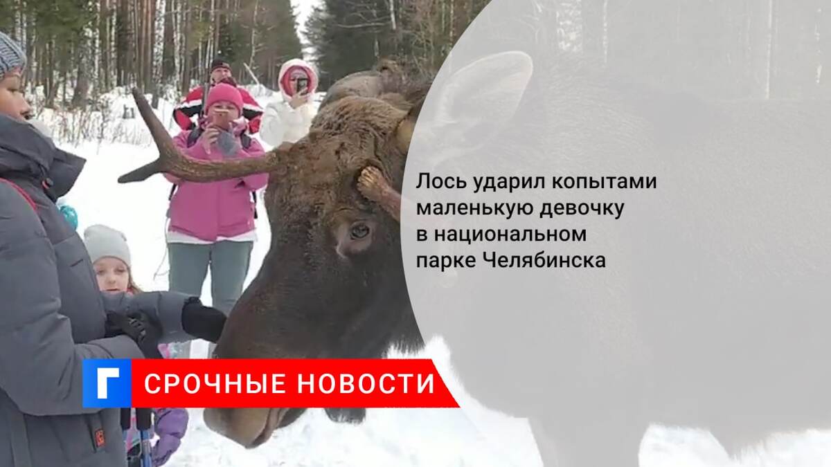 Лось ударил копытами маленькую девочку в национальном парке Челябинска