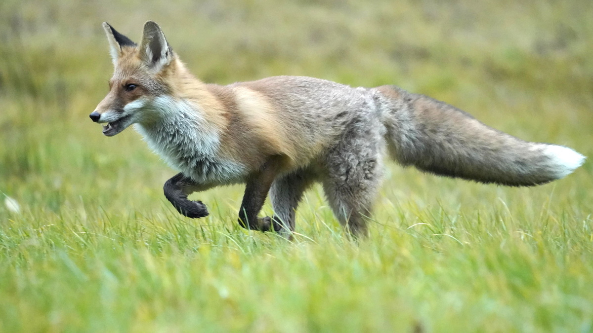 Сами приходят к людям: биолог поведал о последствиях контакта с лисицами