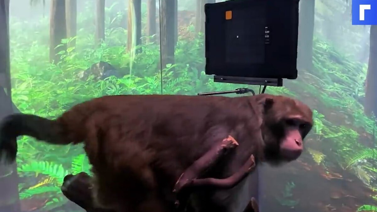 Стартап Маска показал обезьяну, играющую в видеоигры силой мысли