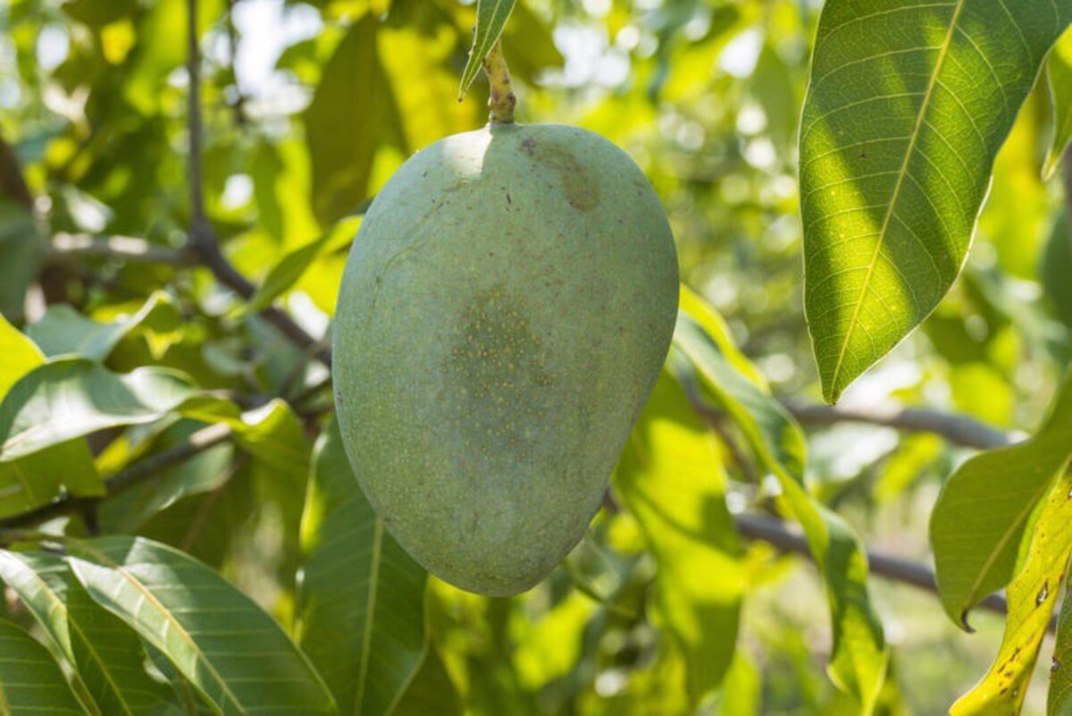 Вырастите дома манго из косточки: справятся даже любители 