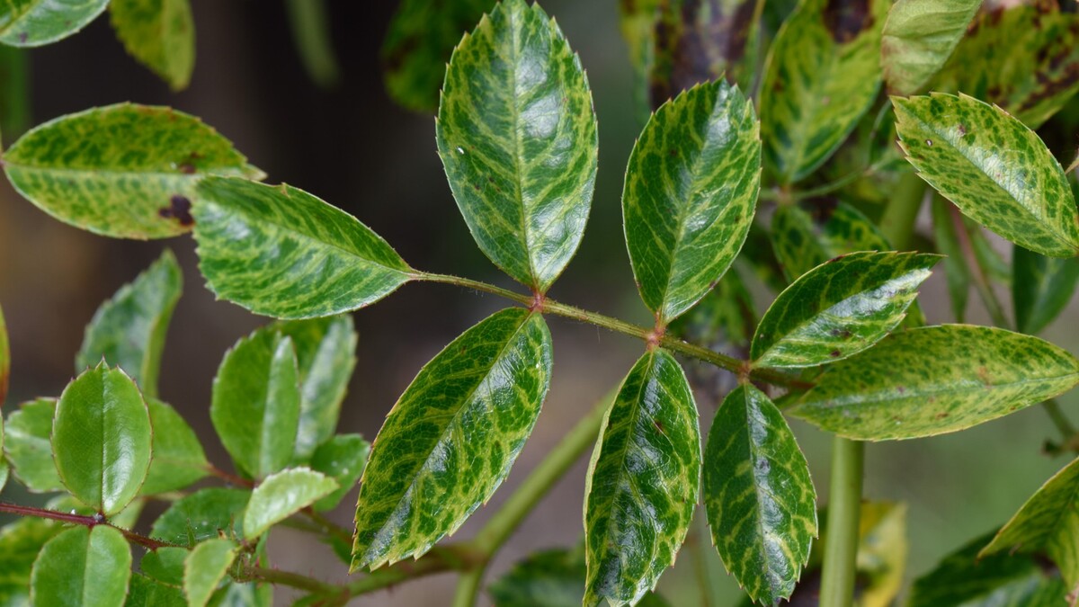 Жилки на листьях пожелтели: комнатное растение шлет вам тревожный сигнал