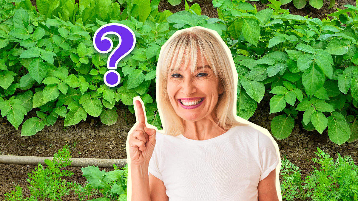 Не вздумайте сажать рядом: для этих овощей нет хуже соседа, чем картофель