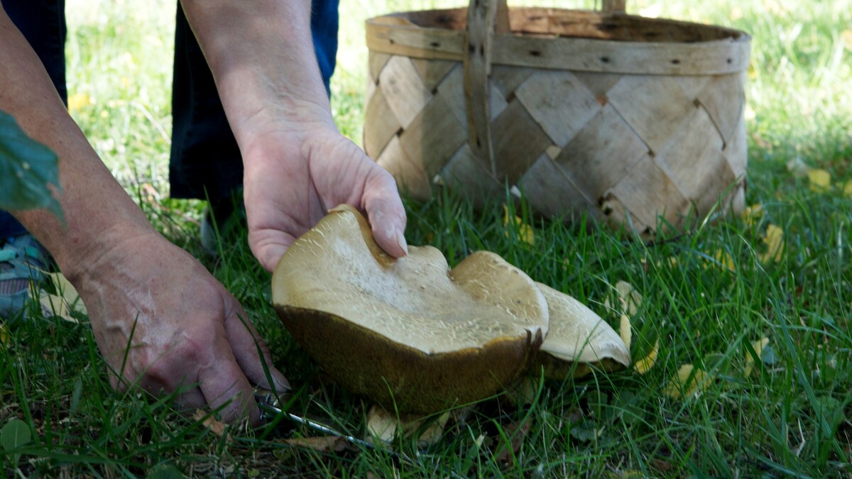 Петербуржцев предупредили об опасном урожае: грибы в этом месте лучше не собирать