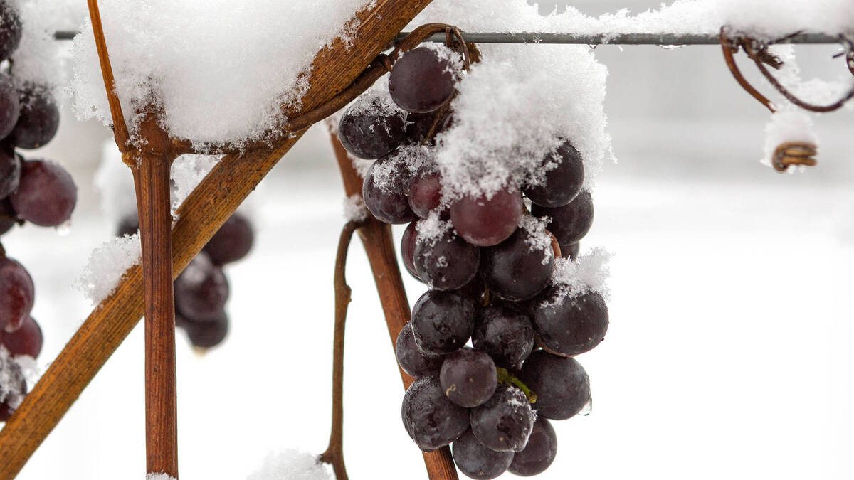 Простые правила: как нужно укрывать виноград на зиму