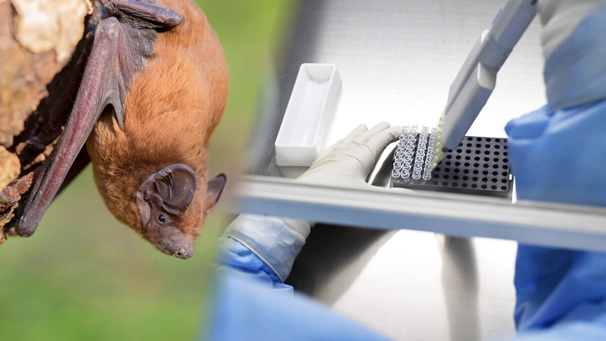 Российские летучие мыши под прицелом: у животных обнаружен опасный для человека вирус