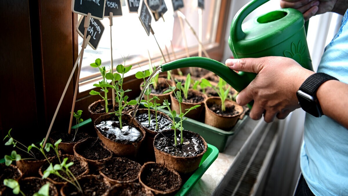 Урожай круглый год: секреты выращивания помидоров и перцев на подоконнике 