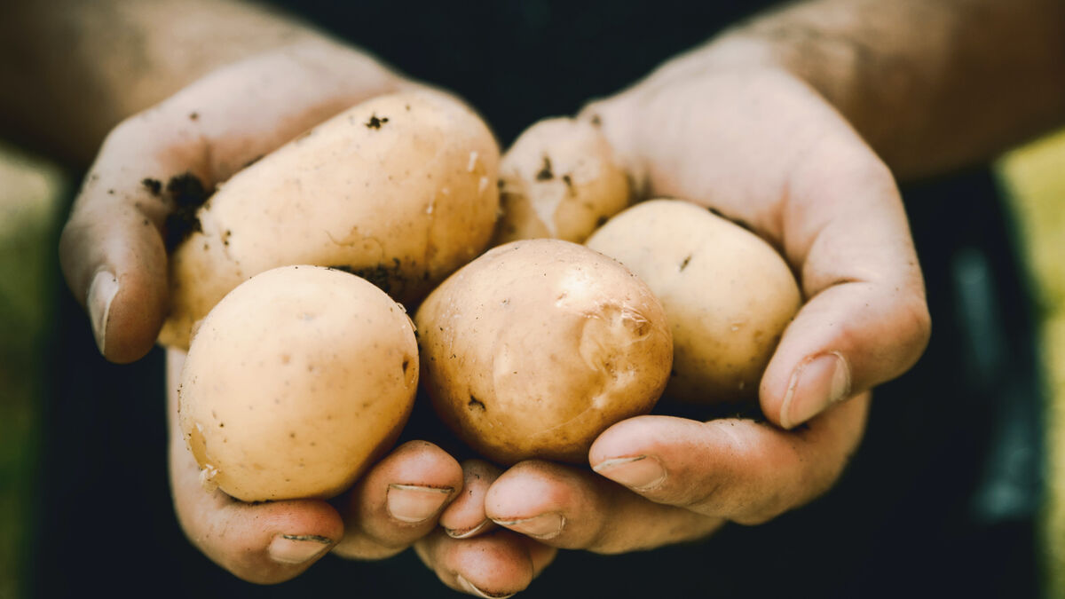 Только в таких условиях картофель долежит до весны: не прорастет и не сгниет