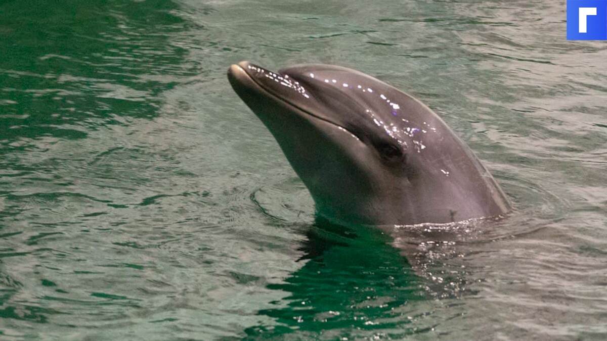 Отсутствие гондол позволило дельфинам заплыть в Большой канал Венеции