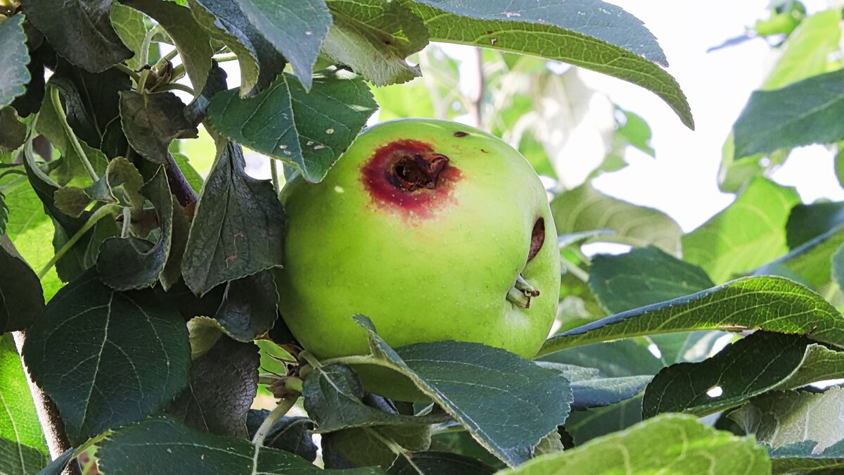 Эту процедуру делают до наступления лета: плодожорка яблоню не тронет