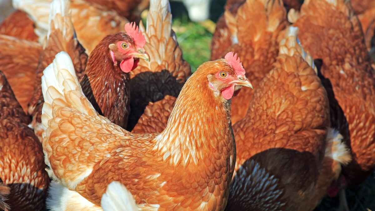Антибиотики в курице — не миф: раскрыта страшная тайна фермеров