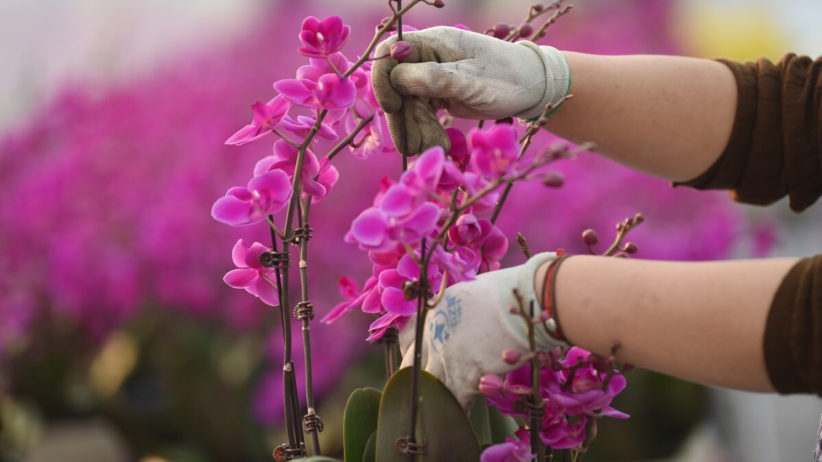 Даже полумертвая орхидея оживет и зацветет: хватит дешевой таблетки из ближайшей аптеки