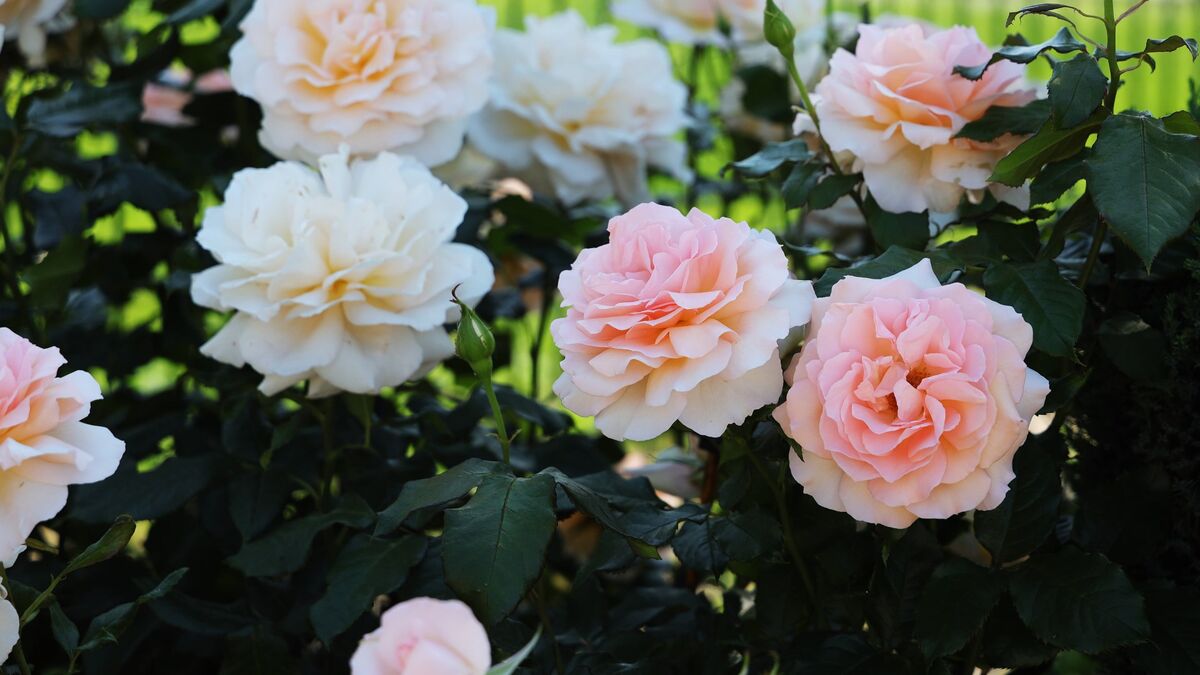 Вот что делают с розами в августе опытные садоводы: кусты вновь порадуют цветением
