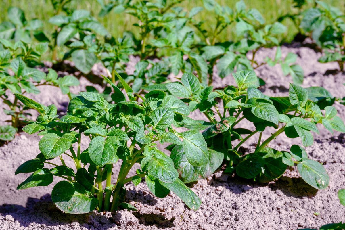 Потом будет поздно: вот как обработать картофель от колорадского жука перед посадкой