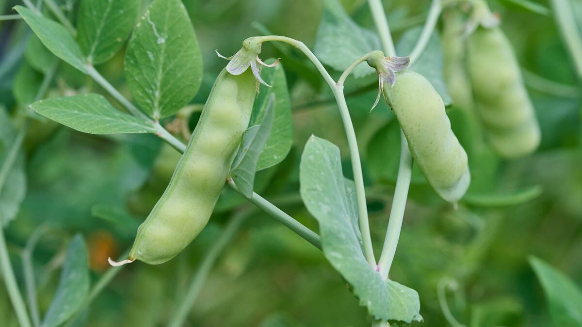 Крупных стручков вам не видать: вот почему горох растет пышным, но мелким