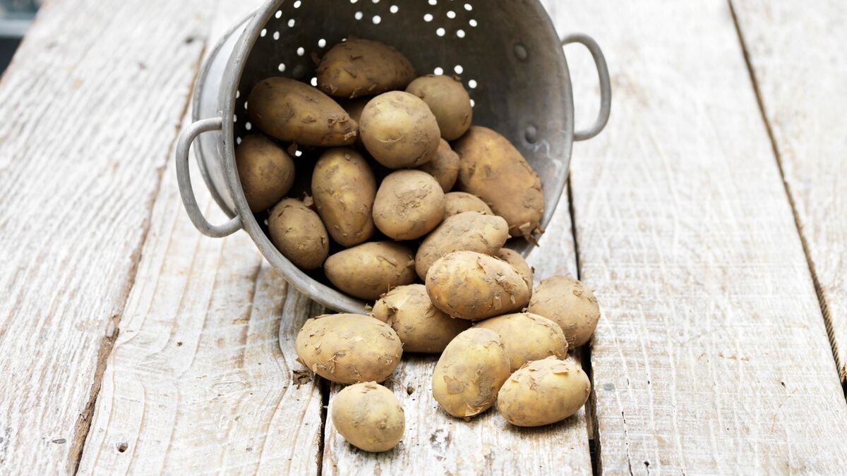 Копать картофель в эти дни категорически запрещено: на вкус получится водянистым