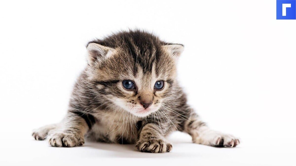Ученые доказали любовь кошек к воображаемым коробкам