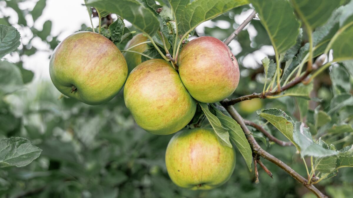 Яблоки в следующем году собирать тоннами будете: эта подкормка дает суперурожай