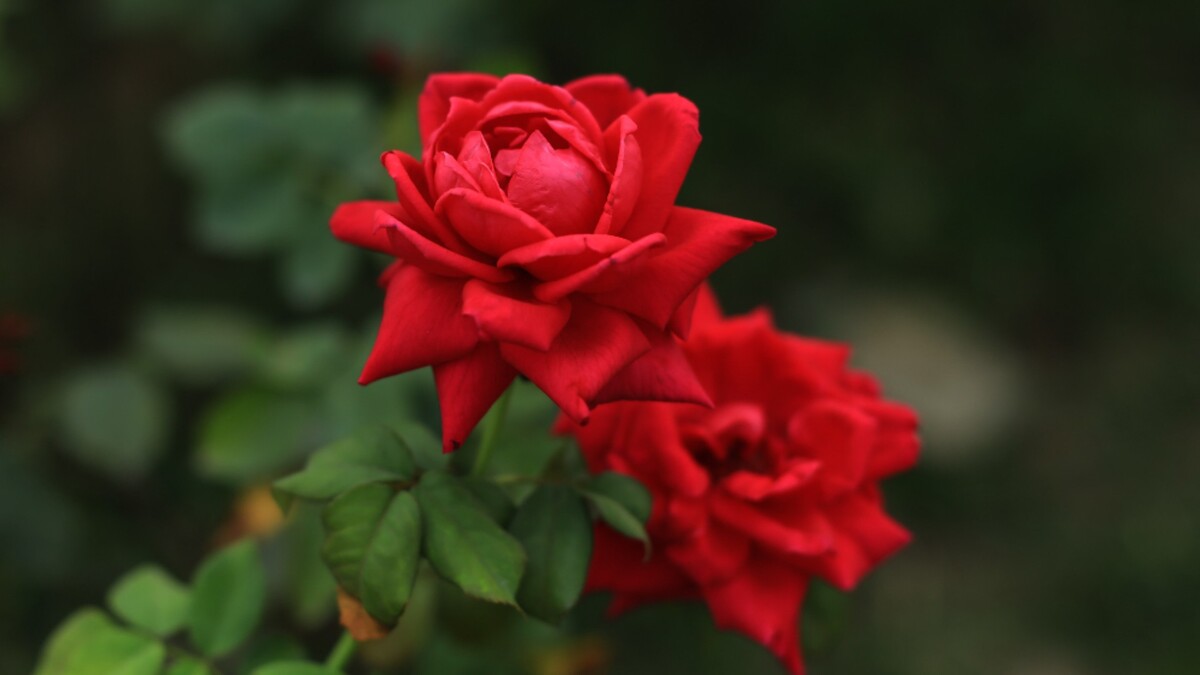 Не опоздайте: только в сентябре простая процедура сохранит кустовым розам здоровье и красоту