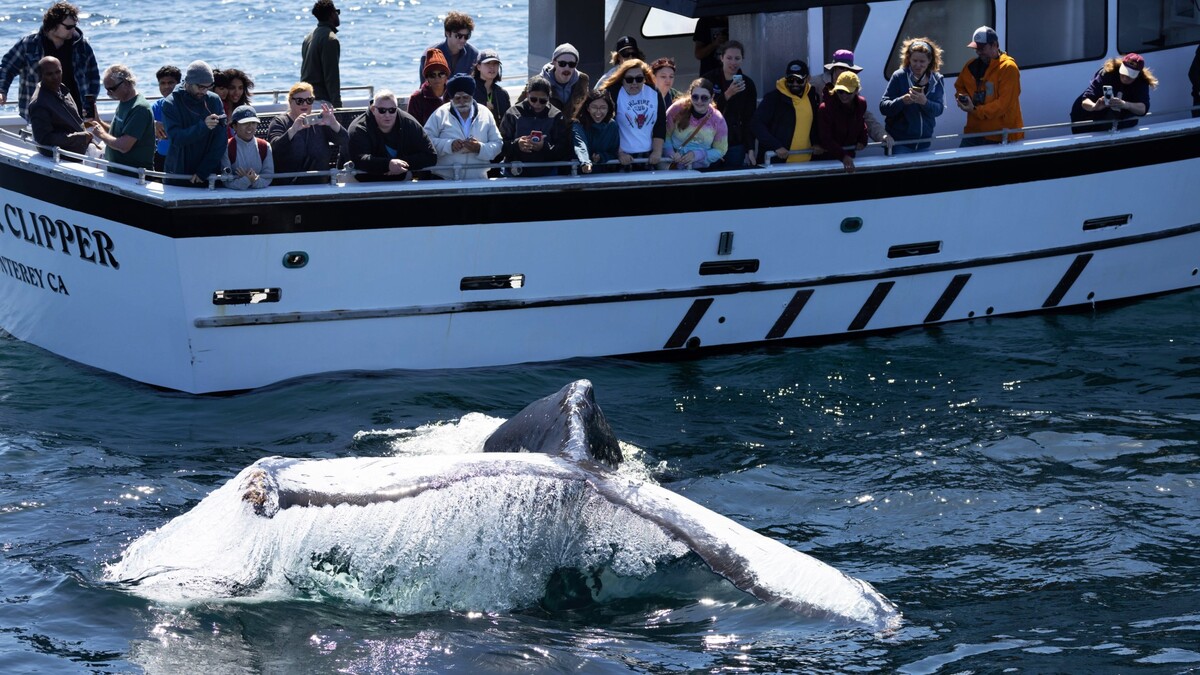 Спас случай: как туристы чуть не погибли в океане из-за кита