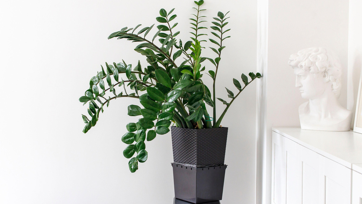 Сделайте это с замиокулькасом уже сейчас: новые стрелы начнет давать моментально