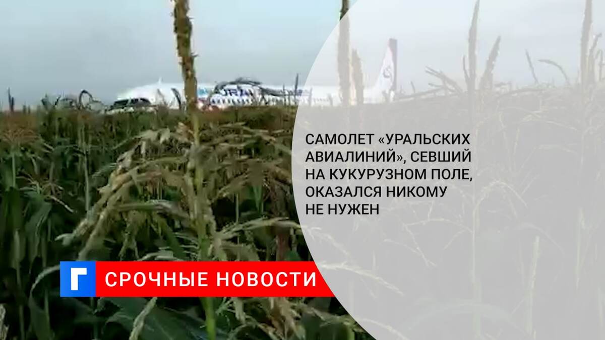 Самолет «Уральских авиалиний», севший на кукурузном поле, оказался никому не нужен
