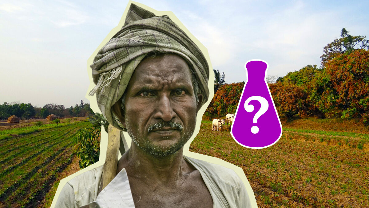 В Индии плантации опрыскивают этим популярным напитком: вредители падают замертво