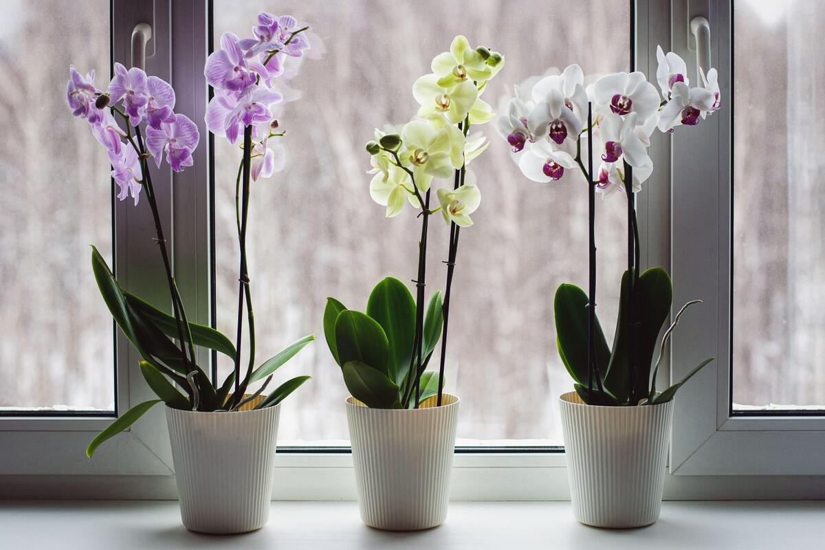 Покупайте орхидею в магазине правильно: как нас обманывают продавцы 