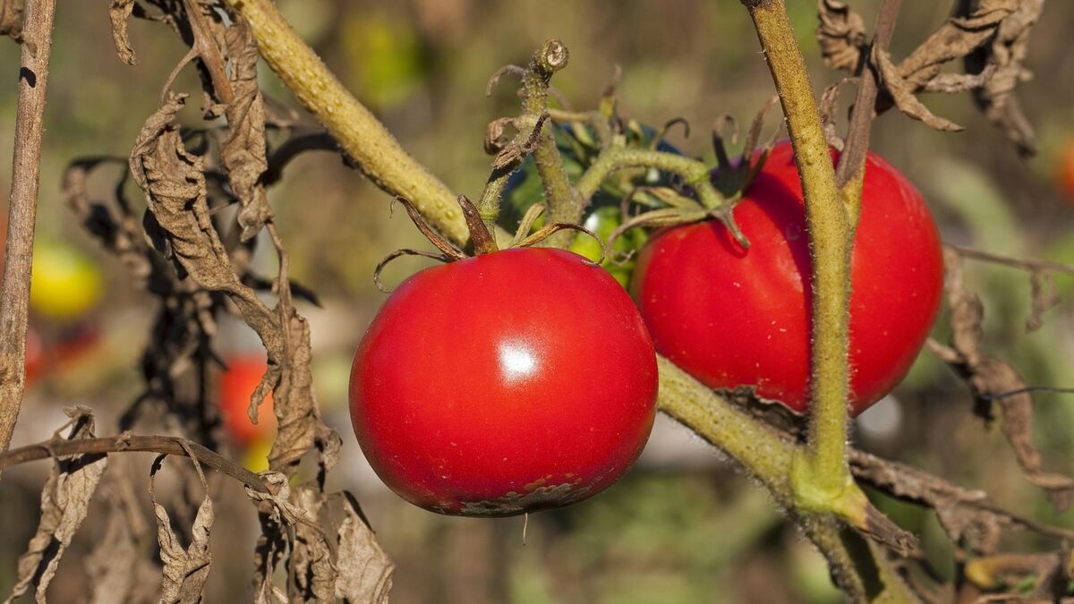 Этим составом вянущие томаты не поливайте: потеряете и время, и деньги