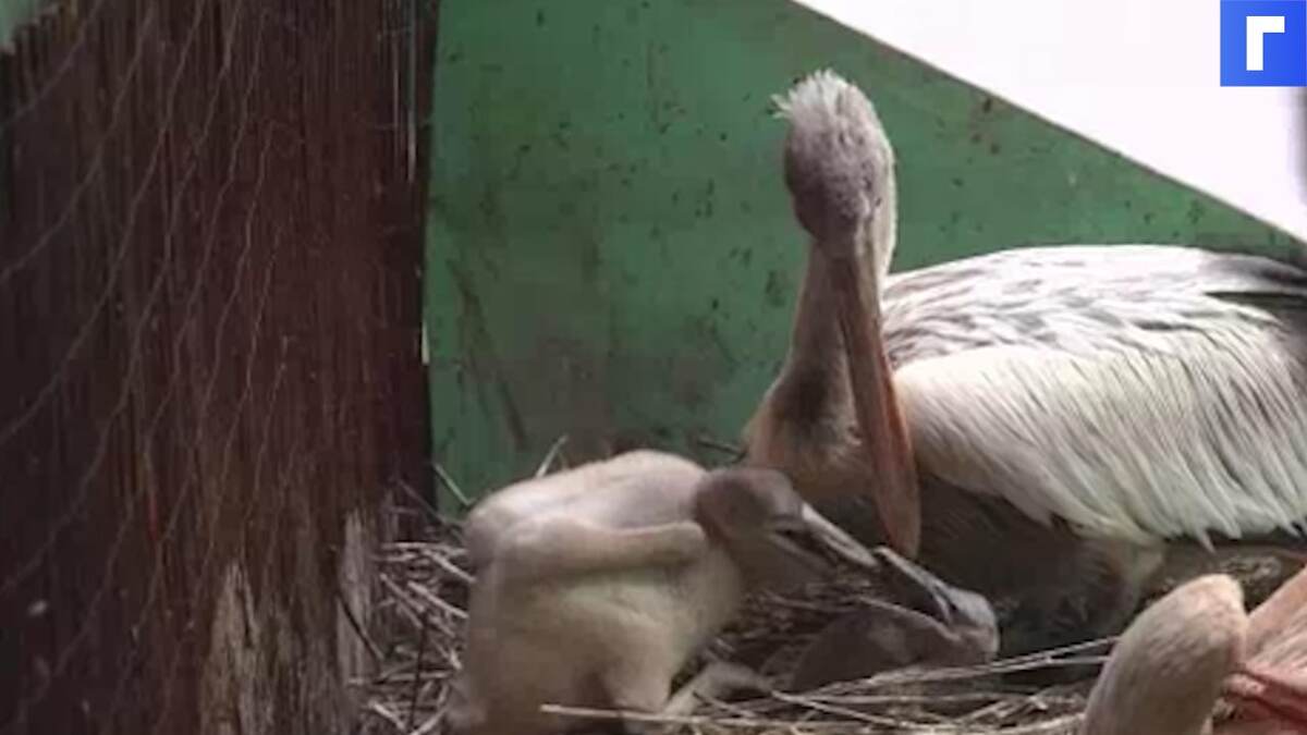 В Московском зоопарке вылупились редкие кудрявые пеликаны 