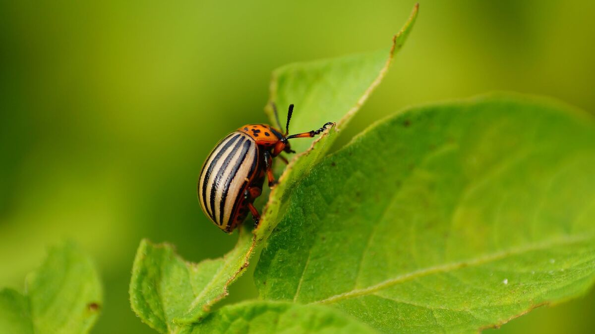 Не ждите следующего лета: вот 2 способа избавиться от колорадского жука осенью