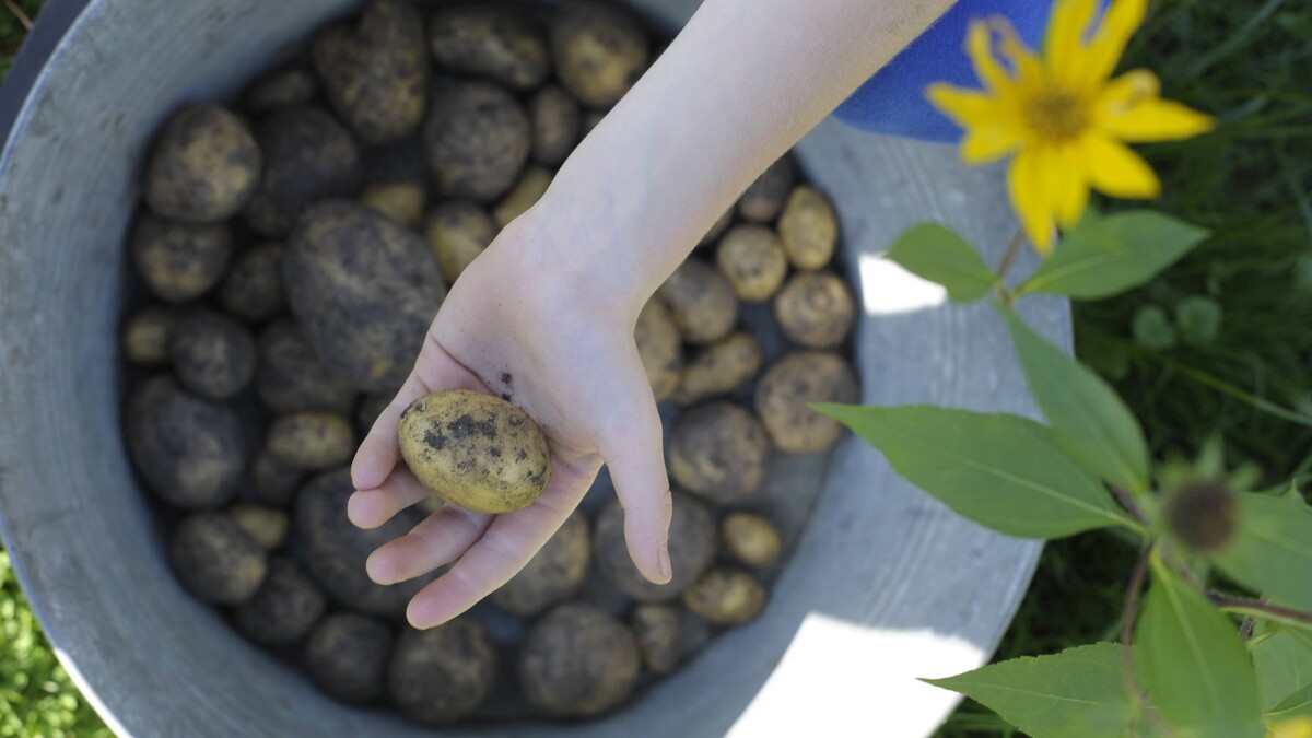С этой техникой забудете про окучивание: богатый урожай картофеля гарантирован