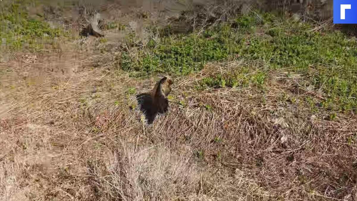 Жужжащий квадрокоптер спас туристов на Курилах от медведя
