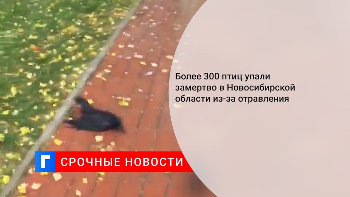 Более 300 птиц упали замертво в Новосибирской области из-за отравления