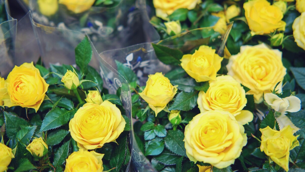 В магазине закармливают: как заставить розу цвести круглый год 