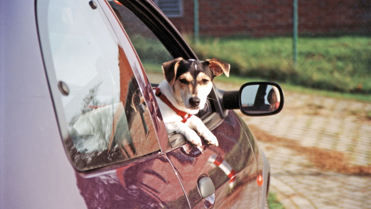 И безопасно, и без штрафов: как правильно перевозить собаку в машине