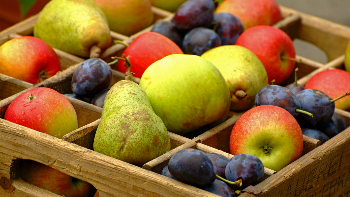 Урожай яблок, груш и слив возрастет в 3 раза: просто полейте их раствором из тысячелистника