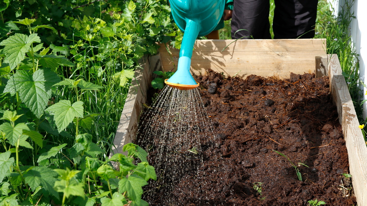 Как правильно поливать огород в жару