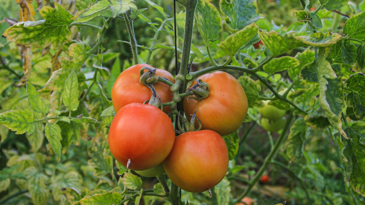 Заморозки помидорам будут не страшны: накройте этим каждый куст в теплице