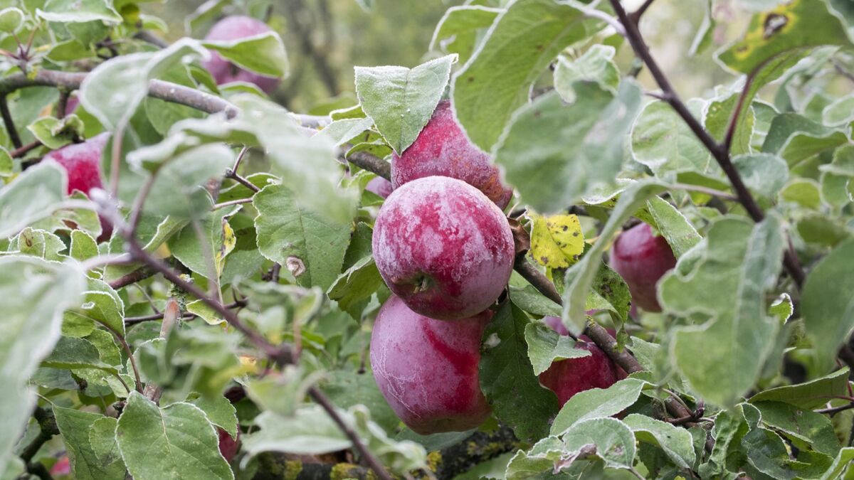 Осенью плодовым деревьям нужна одна процедура: поможет перенести холода