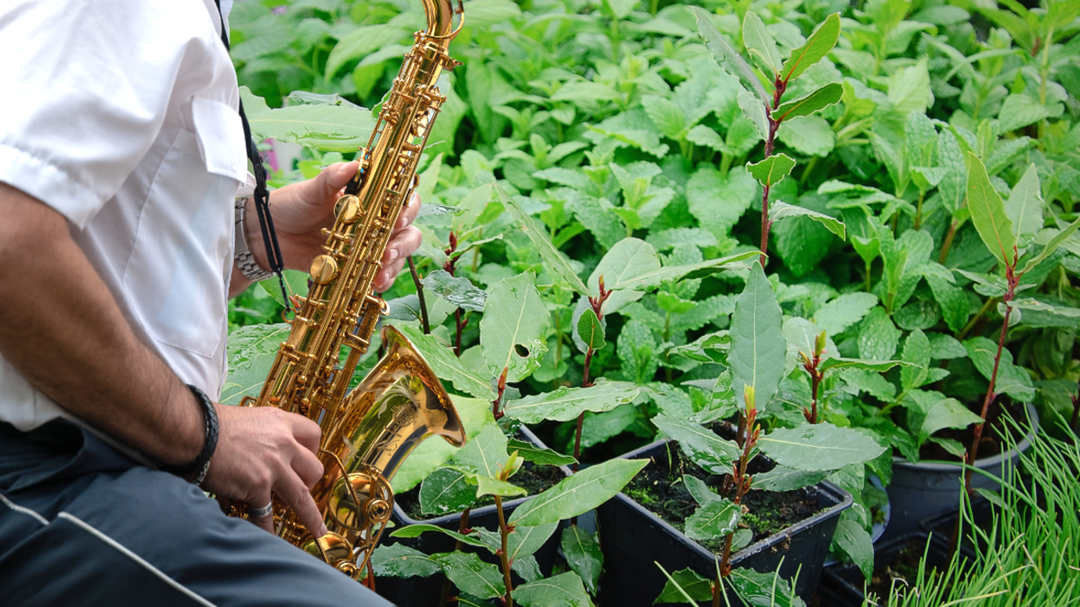 Блюз, «клубняк» и шансон: эксклюзивный метод улучшения урожая от агронома-музыканта