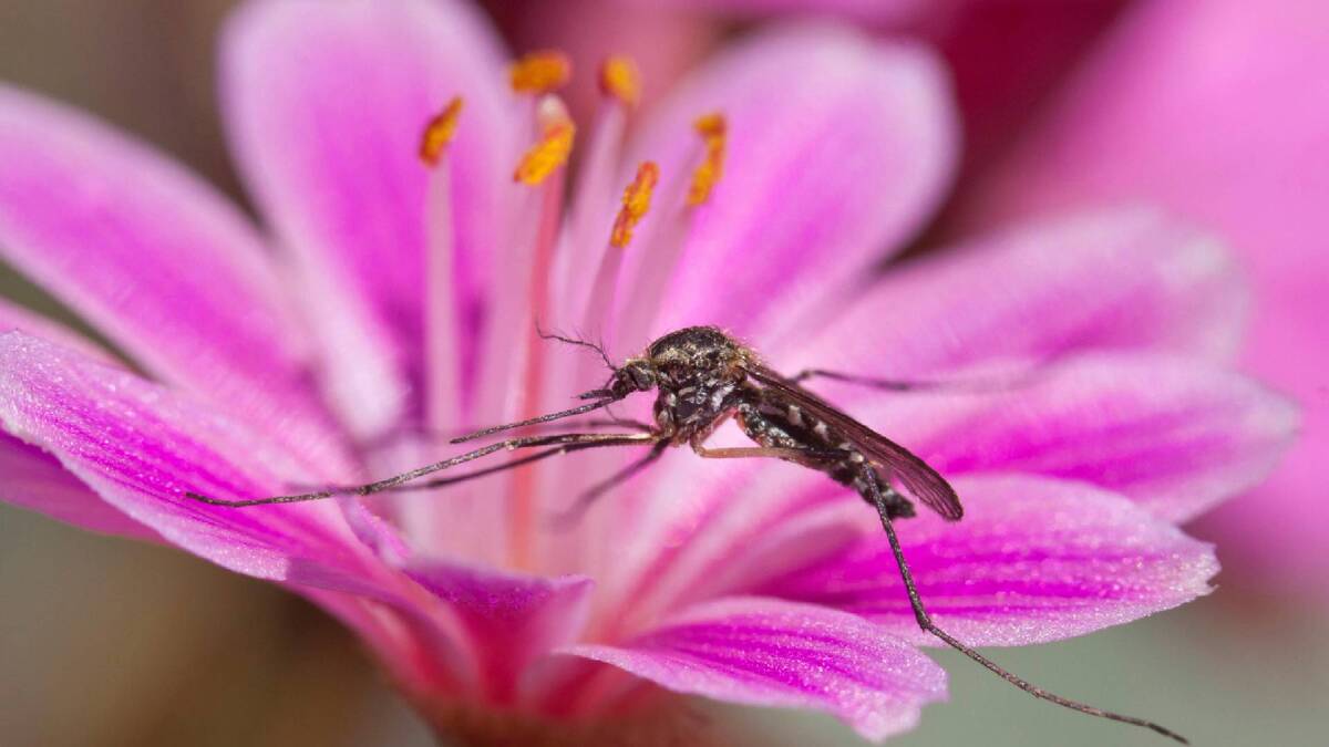 Мухи и комары будут тучами летать у веранды: вот какие цветы привлекают этих насекомых
