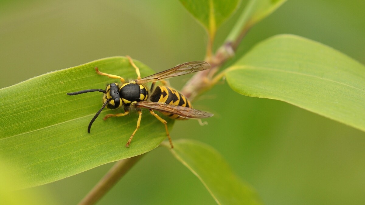 «Отек Квинке»: чем опасно жало осы для человека, рассказывает биолог