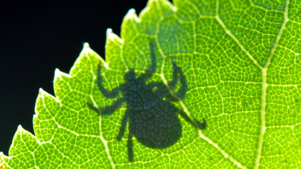 Без вредной химии: как самому избавиться от клещей на садовом участке