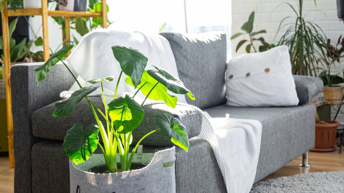 Как освежить интерьер дома без ремонта: помогут три комнатных растения