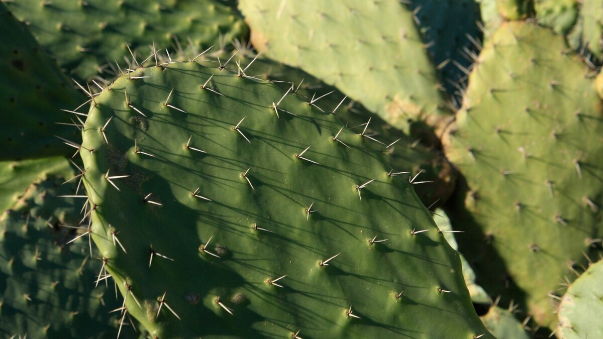 Многие не знают: 5 самых странных фактов о кактусах